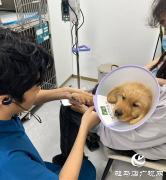 高温持续 留守宠物如何安然度夏？