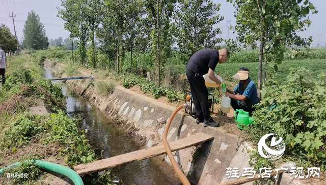 驻马店市驿城区沙河店镇:抗旱保苗齐努力 浇水润田共担当