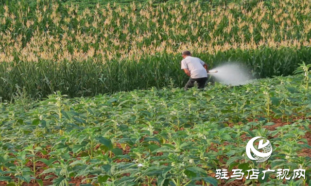 驻马店市驿城区：多措并举战旱情 齐心协力保秋粮