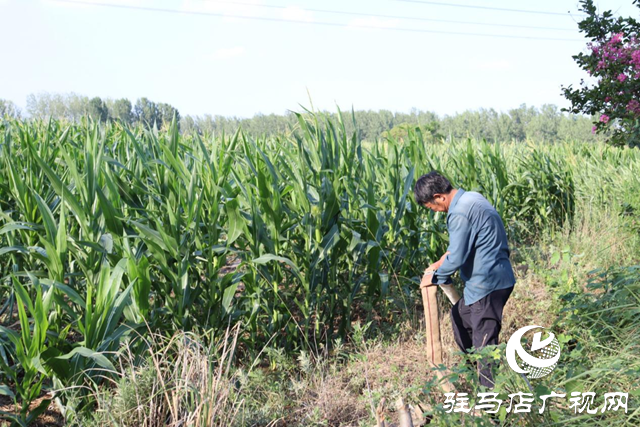 驿城区香山街道多措并举做好抗旱保秋工作