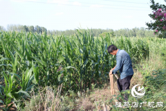 驿城区香山街道多措并举做好抗旱保秋工作