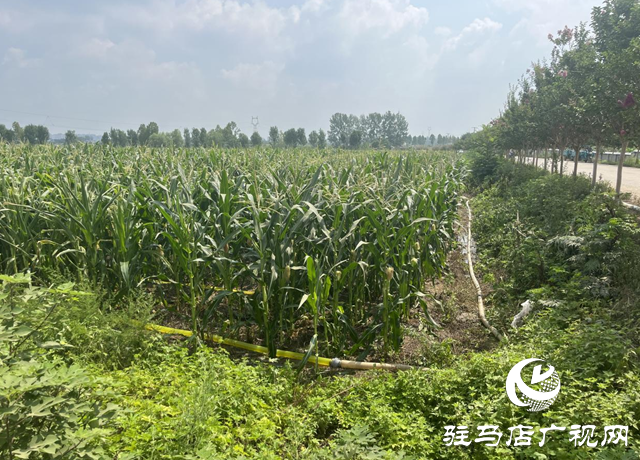 驿城区香山街道:多源联动为秋作物“解渴”