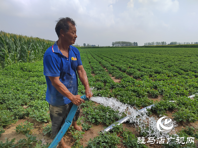 驿城区水屯镇:干群携手抗旱保秋 全力守护粮食安全