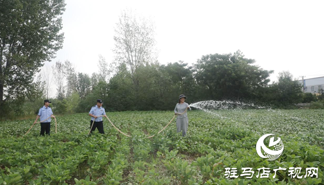 助农抗旱保丰收 民警田间显担当
