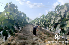 驿城区沙河店镇杨庄村：葡萄藤下好光景