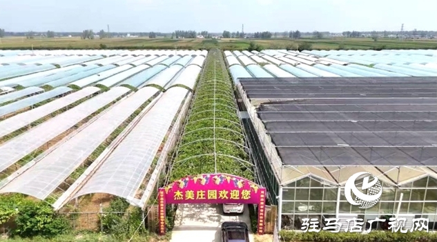 葡萄丰收采摘忙 “甜蜜产业”助增收