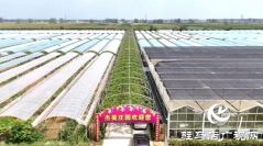 葡萄丰收采摘忙 &ldquo;甜蜜产业&rdquo;助增收