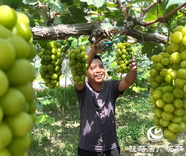 葡萄丰收采摘忙 “甜蜜产业”助增收
