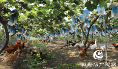 驿城区：葡萄架下&ldquo;种养循环&rdquo; 生态农业结出&ldquo;致富果&rdquo;