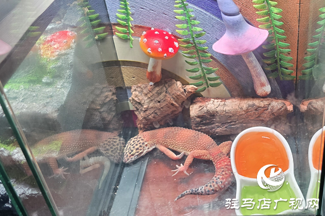 爬宠新风尚来袭 守宫成年轻人饲养新选择