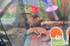 爬宠新风尚来袭 守宫成年轻人饲养新选择