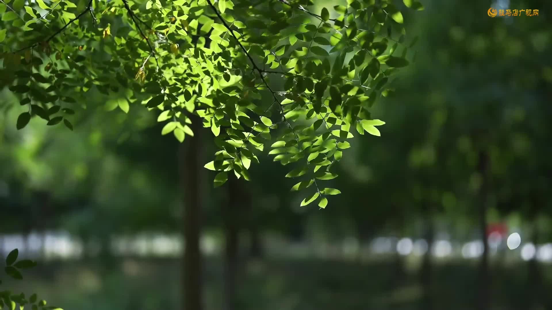 立秋：夏色渐收 秋声初动