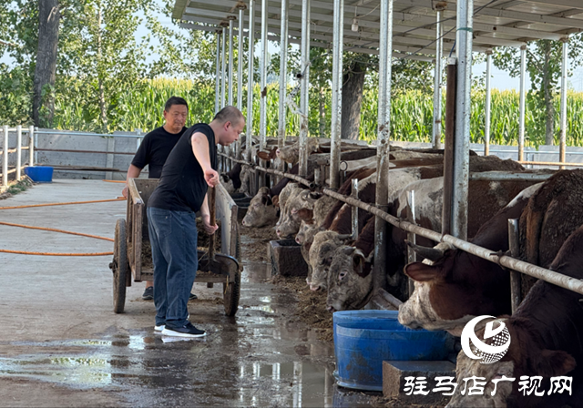 【文明风采天中行 】从路难行到牛出名 中国好人张世中带领石寨铺蹚出振兴路