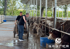 【文明风采天中行 】从&ldquo;路难行&rdquo;到&ldquo;牛出名&rdquo; 中国好人张世中带领石寨铺蹚出振兴路