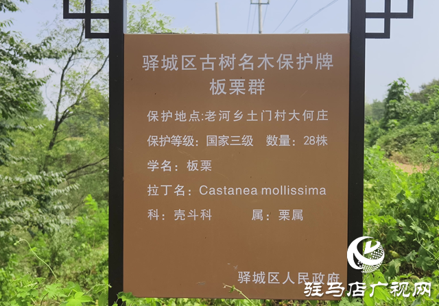驿城区老河乡:百年古栗园 绘就生态画卷