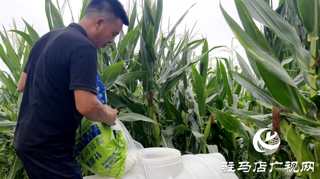 驿城区水屯镇:久旱逢甘霖 庄稼焕生机
