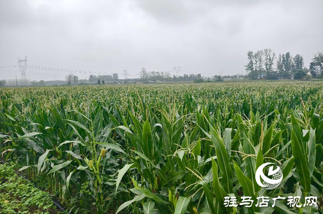 驿城区水屯镇:久旱逢甘霖 庄稼焕生机