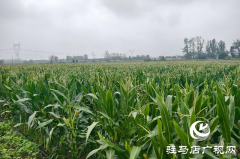 驿城区水屯镇：久旱逢甘霖 庄稼焕生机