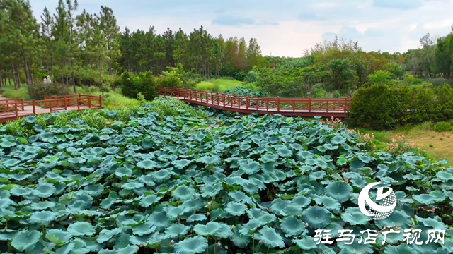 天中湿地植物园:从污水净化到诗意栖居 勾勒生态新图景