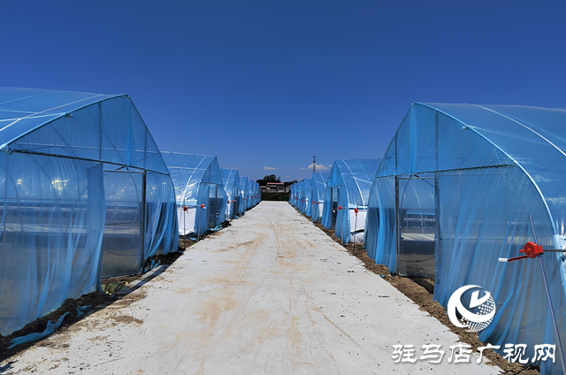 上蔡县杨屯乡杨仕位村:因地制宜发展特色种植 帮助村民实现持续增收