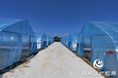 上蔡县杨屯乡杨仕位村：因地制宜发展特色种植 帮助村民实现持续增收