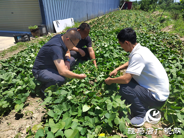 上蔡县杨屯乡杨仕位村:因地制宜发展特色种植 帮助村民实现持续增收