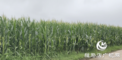 驿城区：田间地头送技术 全力筑牢玉米稳产根基