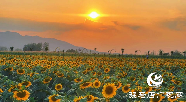 驿城区胡庙乡:万亩向日葵盛放 成秋日打卡新热点