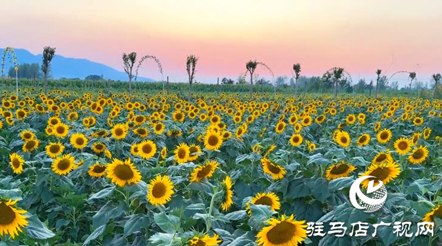 驿城区胡庙乡:万亩向日葵盛放 成秋日打卡新热点