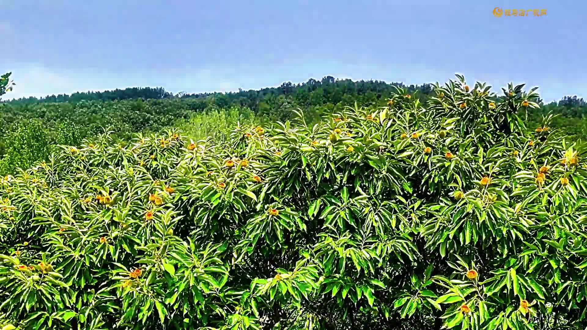 【大美天中】驿城区老河乡：穿越百年时光 邂逅栗林盛景