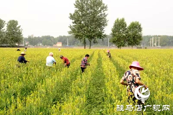 平舆县庙湾镇:黄花菜产业铺就村民“黄金路”