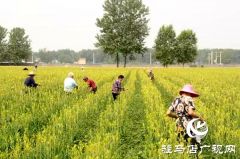平舆县庙湾镇：黄花菜产业铺就村民&ldquo;黄金路&rdquo;