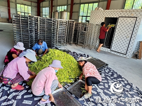平舆县庙湾镇:黄花菜产业铺就村民“黄金路”