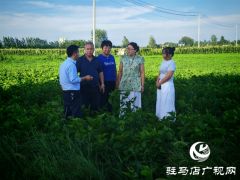 平舆县庙湾镇黑田村：桑茶飘香致富路