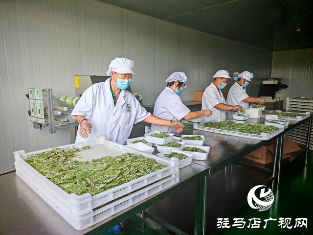平舆县庙湾镇黑田村:桑茶飘香致富路