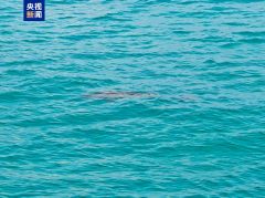 “美人鱼”现身南沙群岛 生态恢复 “大鱼”又回来了→