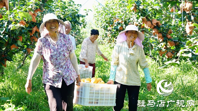 新蔡县:3000亩金果梨园喜迎丰收季