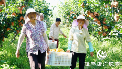 新蔡县：3000亩金果梨园喜迎丰收季