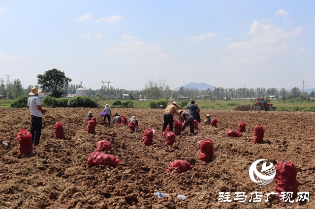 驿城区香山街道:白芷丰收结硕果 结构调整促增收