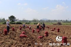 驿城区香山街道：白芷丰收结硕果 结构调整促增收