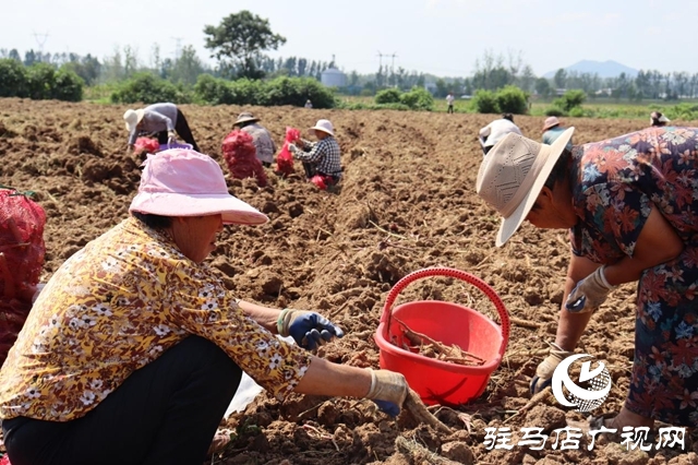 驿城区香山街道:白芷丰收结硕果 结构调整促增收
