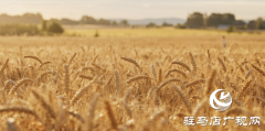 《麦子熟了 看见自己幸福的模样》诗意绘就幸福图景