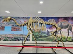 穿越百万年，这群史前巨兽在大连“复活”