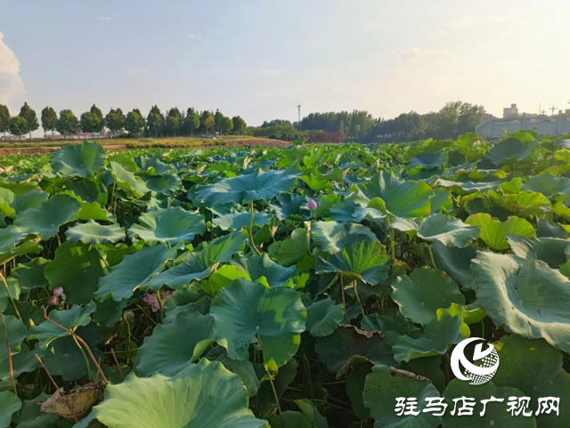 汝南县:莲藕铺就致富路 群众喜获“水中金”