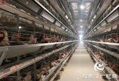 科技赋能蛋鸡产业 平舆县万金店镇打造现代化&ldquo;蛋仓&rdquo;基地