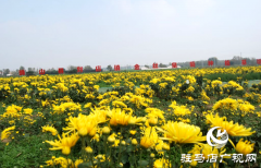 确山县：深耕&ldquo;豫南药乡&rdquo;沃土 打造中药材产业振兴富民路