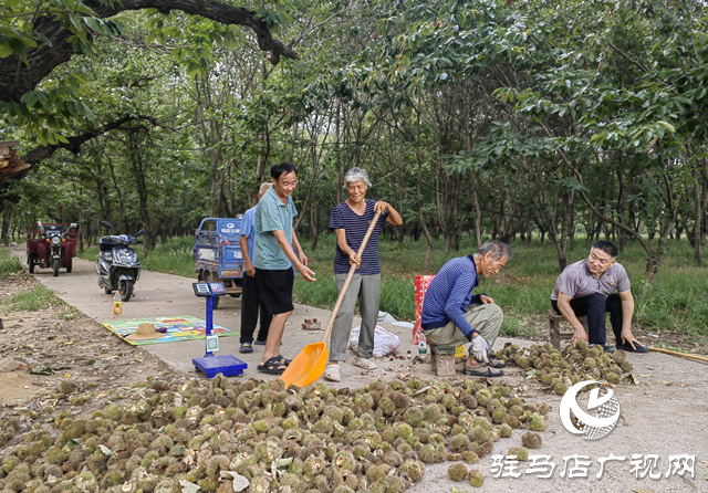 确山县石滚河镇何大庙村:特色板栗铺就乡村振兴致富路