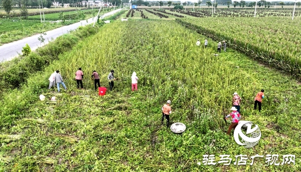 平舆县：千亩芝麻喜获丰收