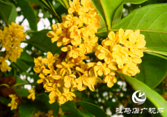 驻马店：街头桂香四溢 秋日浪漫如期而至