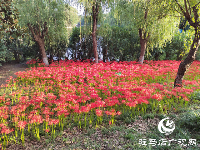 驻马店置地公园:彼岸花开正盛 秋日美景引客来